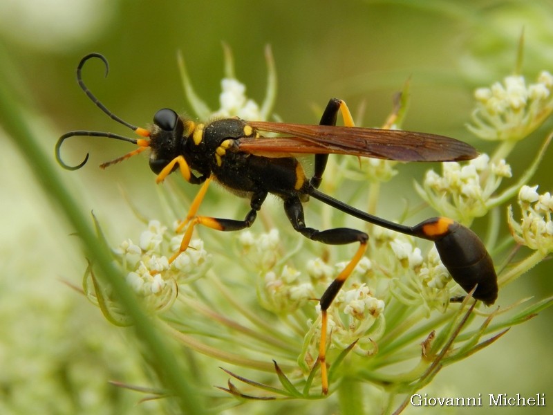 Sceliphron caementarium, Sphecidae